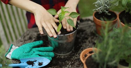 Soliród – jak wygląda, gdzie rośnie i jak smakuje?