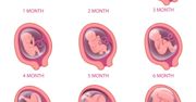 Rozwój płodu - okresy życia prenatalnego, rozwój płodu w poszczególnych miesiącach