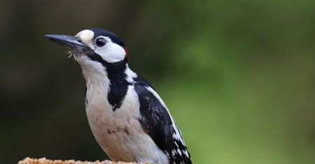 Książki o ptakach. Po które tytuły warto sięgnąć?