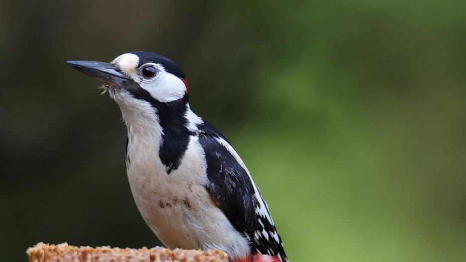 Książki o ptakach. Po które tytuły warto sięgnąć?