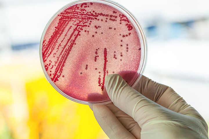 Bakteriofagi – zabójcy bakterii
