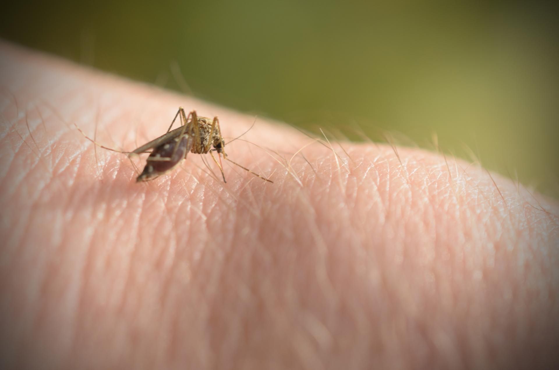 Komary przenoszą gorączkę Zachodniego Nilu