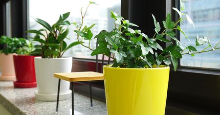 Hedera – charakterystyka, zastosowanie, uprawa