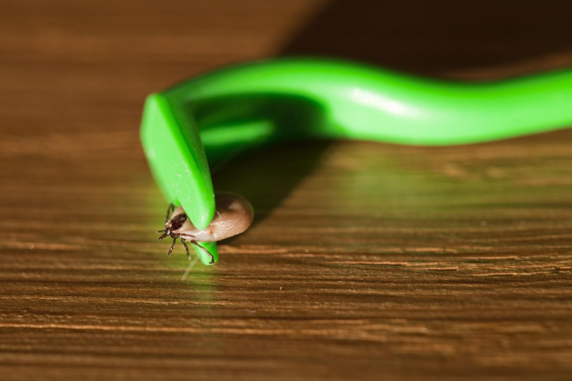 Kleszcze mogą przenosić nie tylko boreliozę czy KZM, ale również babeszjozę czy riketsje