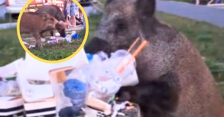 To już prawdziwa plaga. "Czułam coraz większy niepokój"