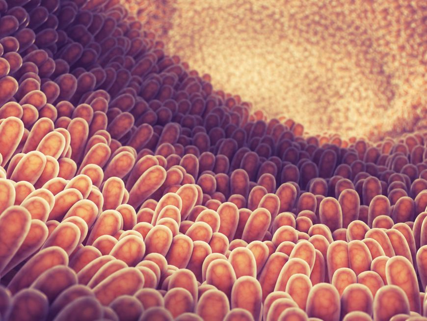 Czasem połączenia komórek nabłonka stają się coraz słabsze, a w ścianach jelit powstają mikroskopijne otwory, przez które do krwiobiegu trafiają większe cząstki pokarmowe oraz substancje, które powinny zostać wydalone