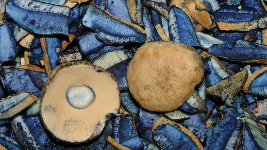 Piaskowiec modrzak szybko i intensywnie sinieje, przez co zniechęca do jedzenia. Tymczasem to smaczny grzyb, który doskonale sprawdza się w wielu różnych potrawach. Co warto o nim wiedzieć?