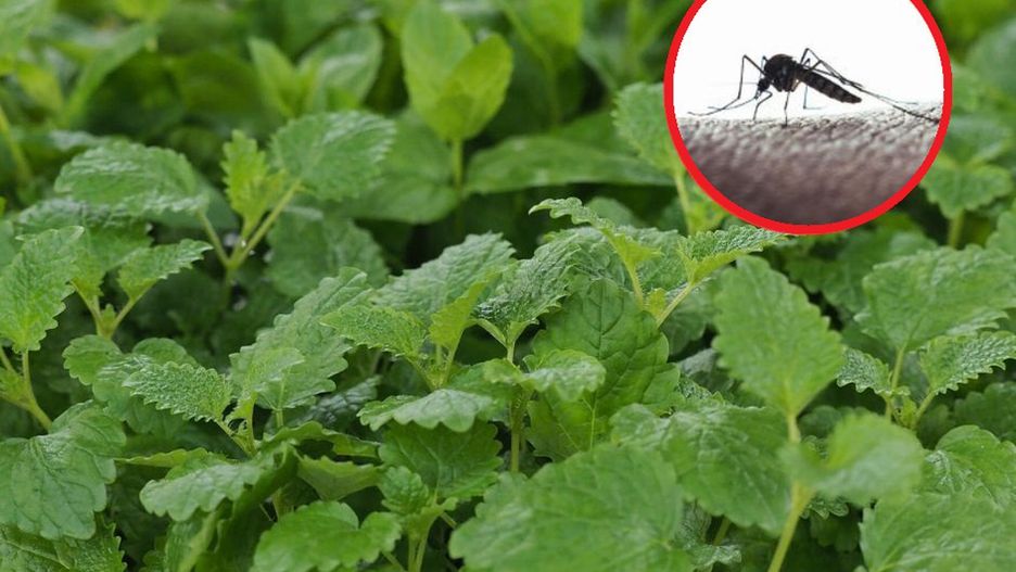 Zadziała jak moskitiera. Komary będą omijać mieszkanie z daleka