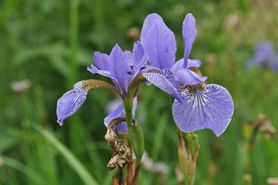 Kłącze kosaćca – skład, właściwości, działanie i zastosowanie