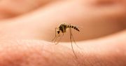 Fakty i mity o komarach. Czy to prawda, że kobiety w ciąży komary atakują częściej?