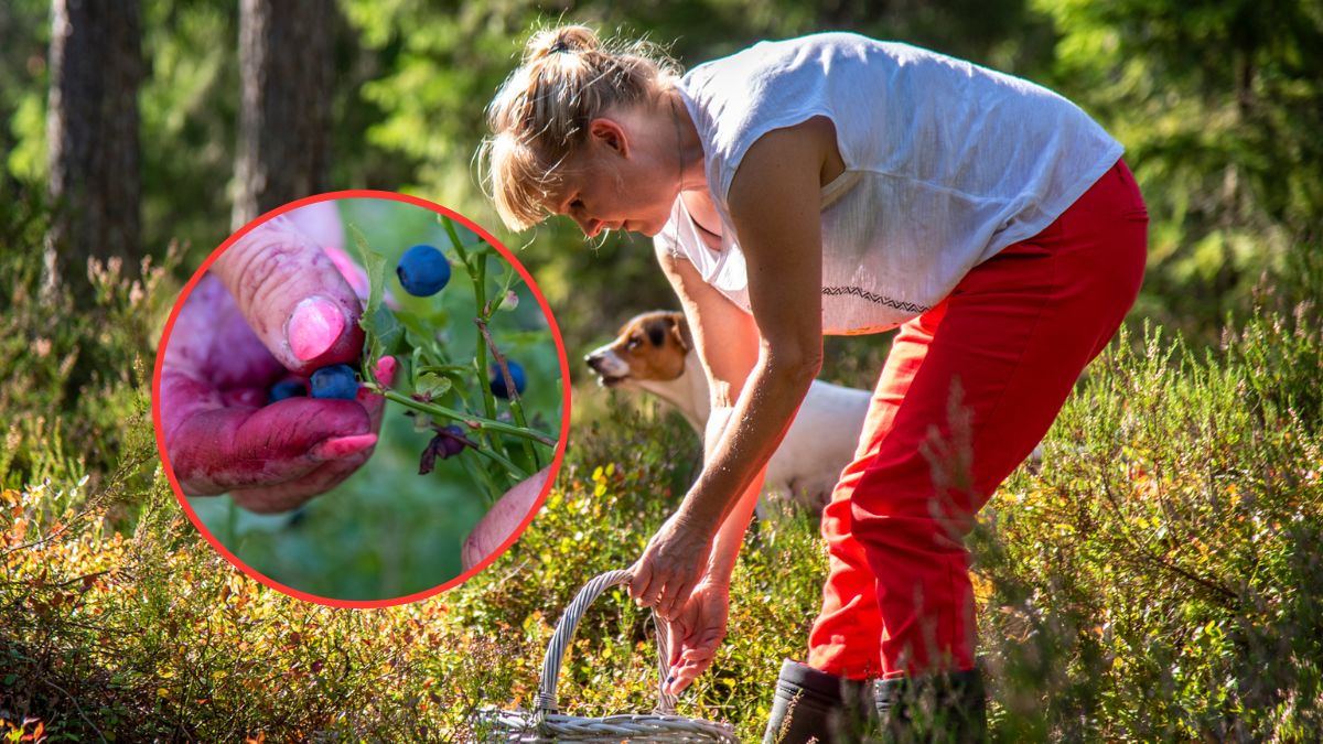 Ekspert apeluje o ostrożność podczas zbierania owoców w lasach