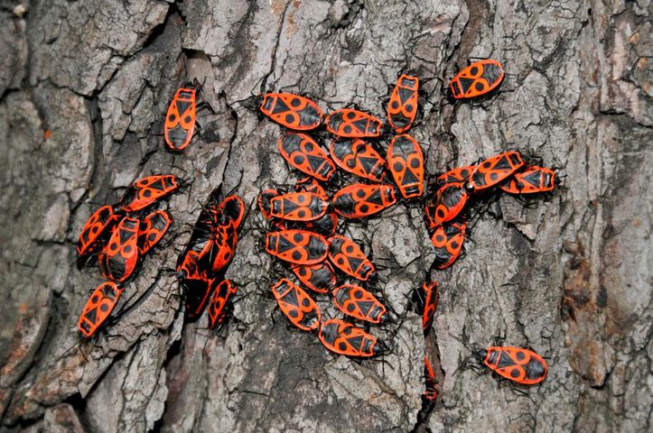 Kowal bezskrzydły, kowal dwuplamek (Pyrrhocoris apterus)