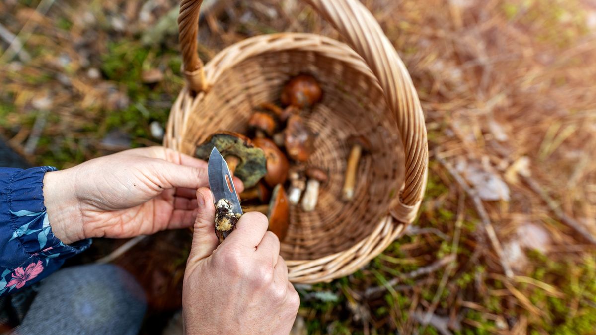 Sinoblaszek trujący to bardzo niebezpieczny grzyb.