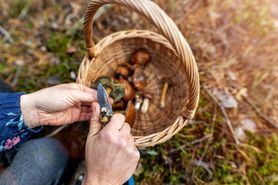 Sinoblaszek trujący – właściwości, wygląd i występowanie