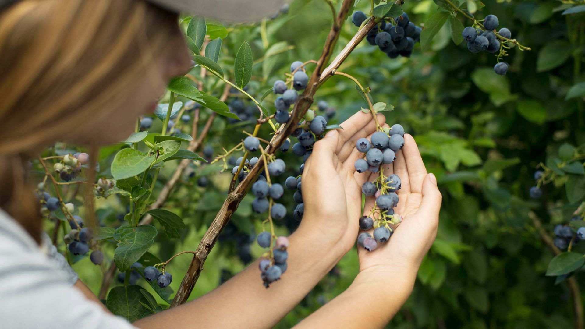 Borówki amerykańskie i ich jakość