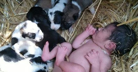 Porzucili dziecko w polu. Noworodka uratowały szczenięta