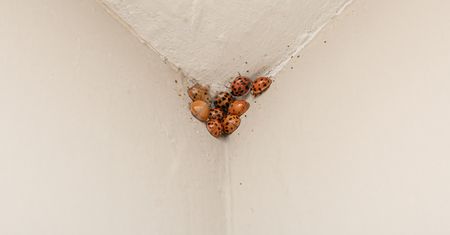 Teraz to prawdziwa plaga. Jak pozbyć się biedronek azjatyckich z domu?