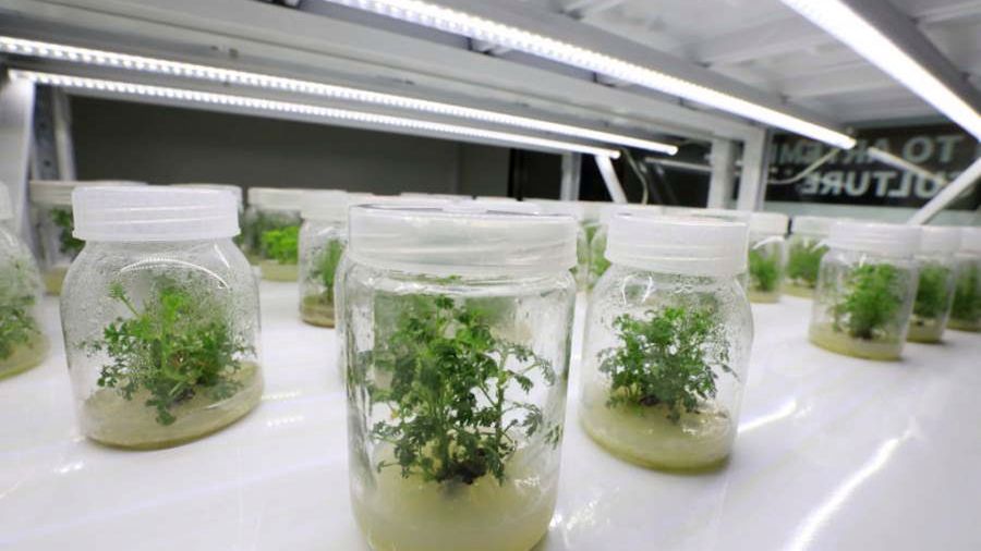 Zwalcza komórki rakowe w 16 godzin? Amerykańscy onkolodzy potwierdzają