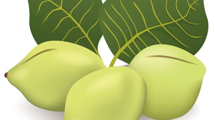 Właściwości zdrowotne śliwki kakadu