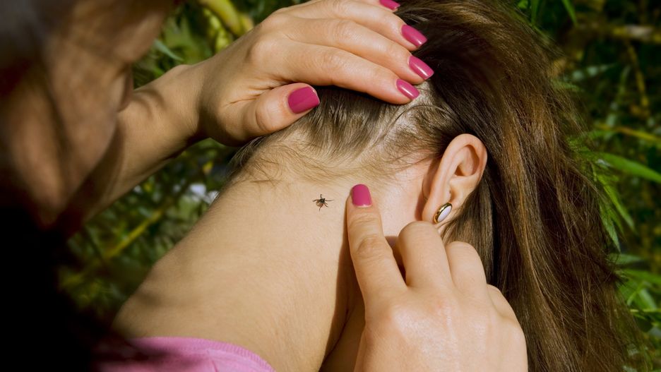 Leśniczy pokazał, jak pozbyć się kleszczy. Wystarczy zwykła rolka!