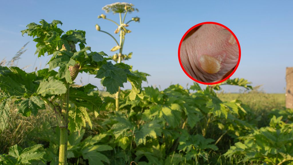 Silnie trująca i niebezpieczna. Właśnie zaczęła kwitnąć w całej Polsce