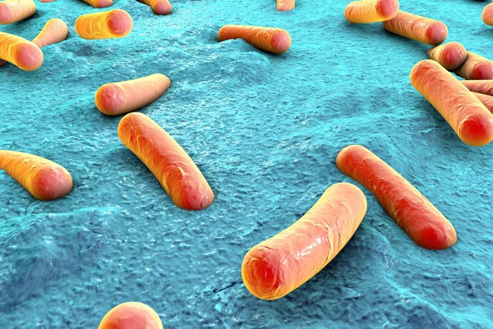 Bakterie E. coli w Niemczech