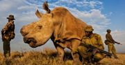 Raport WWF: ludzie wymordowali ponad 60 proc. zwierząt na świecie. Zajęło to "tylko" 40 lat