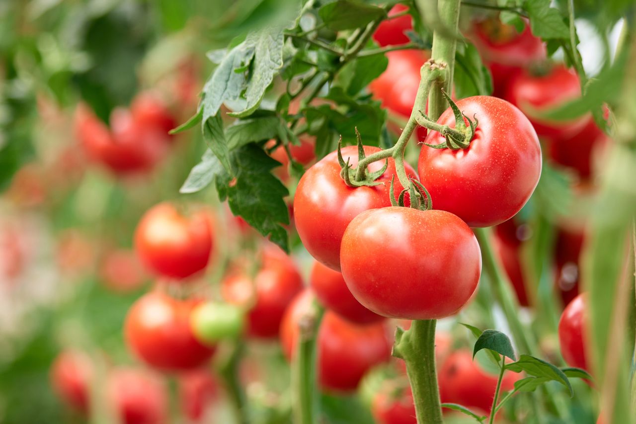 co sadzić obok pomidorów, fot. getty images