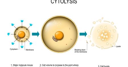 Cytoliza i cytoliza pochwowa – co warto o nich wiedzieć?