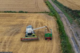 Co dalej z cenami zboża? Oto dlaczego dalej może tanieć