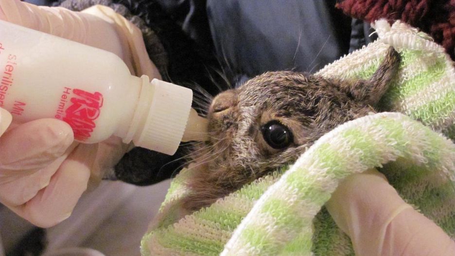 Warszawa. W ośrodku chore zwierzęta otrzymają niezbędną pomoc