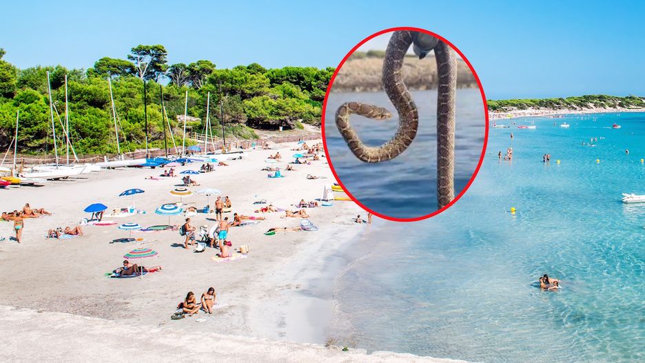 Plaga węzy na Ibizie
