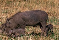 Rolnicy idą na wojnę. Dzikie świnie niszczą ich uprawy