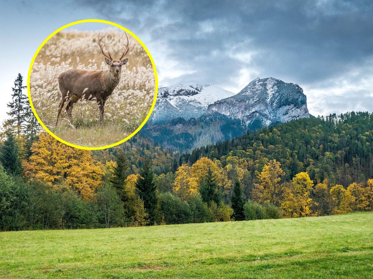 Tatry: Jesień w wielu miejscach rozbrzmiewa rykiem jeleni