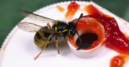 Spryskaj tym mieszkanie. Osy nawet się nie zbliżą