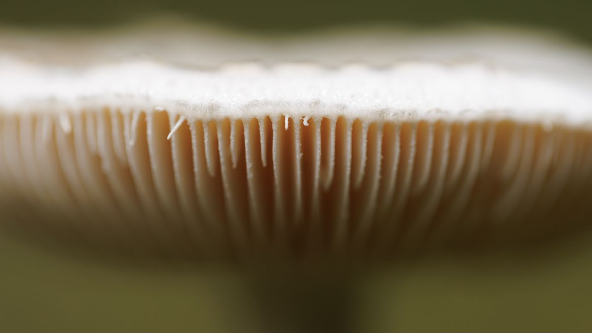 BEDGEBURY, UNITED KINGDOM - NOVEMBER 06: Mushrooms grow on the woodland floor at Bedgebury Pinetum on November 06, 2024 in Bedgebury, United Kingdom. At the recent COP16 biodiversity summit in Colombia, the British and Chilean governments co-sponsored a pledge for fungal conservation that would have raised the conservation status of funga to the same level as flora and fauna. The pledge was not adopted by the convention, but in a statement following the summit, the British government highlighted fungi's elevated role and noted their "vital role in addressing the environmental crisis." (Photo by Dan Kitwood/Getty Images)