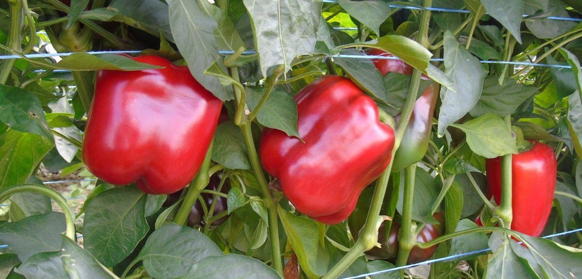 Biologiczna ochrona papryki przed szkodnikami. Jakie korzyści?