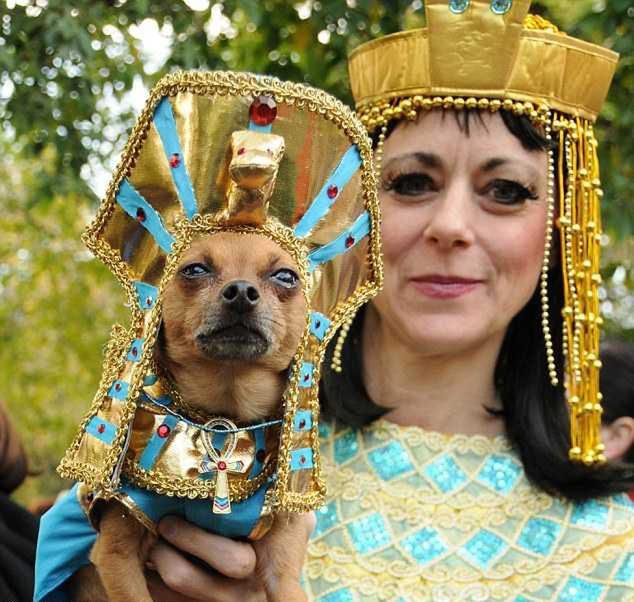 15 najciekawszych psich przebrań na Halloween 11