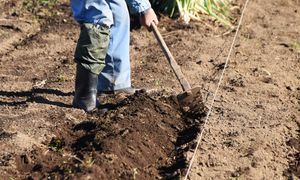 Dolomit rozsypuję na grządkach jesienią. Wiosną gleba odżywa
