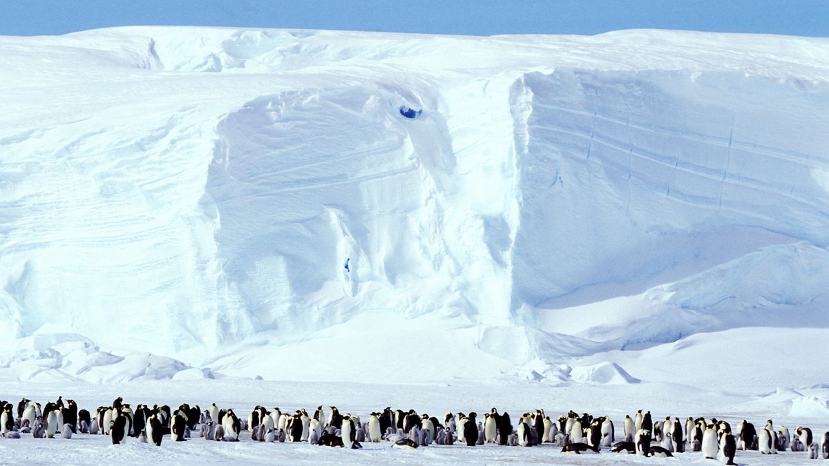 Kolonia pingwinów. Zdjęcie ilustracyjne
