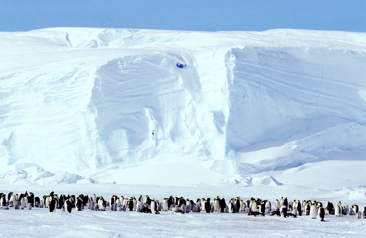 Penguin colony. Illustrative photo