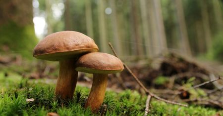 Grzyby mają dużo wspólnego ze zwierzętami. Komunikują się i ruszają