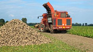 Rolnicy: Uwaga na drony podczas żniw kukurydzy, słonecznika, buraków!