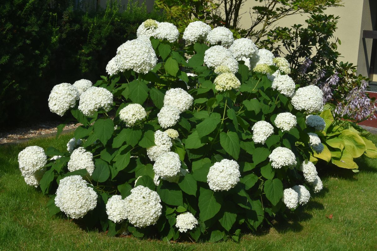 Extend panicle hydrangea bloom with this simple nutrient trick