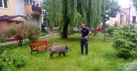 Legnica. Dzik jest zły. Zjadł dzieciom pierogi
