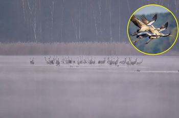 Słychać donośny klangor. "Koncert na żywo"