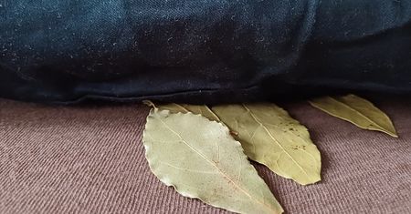 Połóż liść laurowy na noc pod poduszką. Rano od razu poczujesz efekt