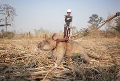 Szczur odznaczony medalem. Ma genialny talent