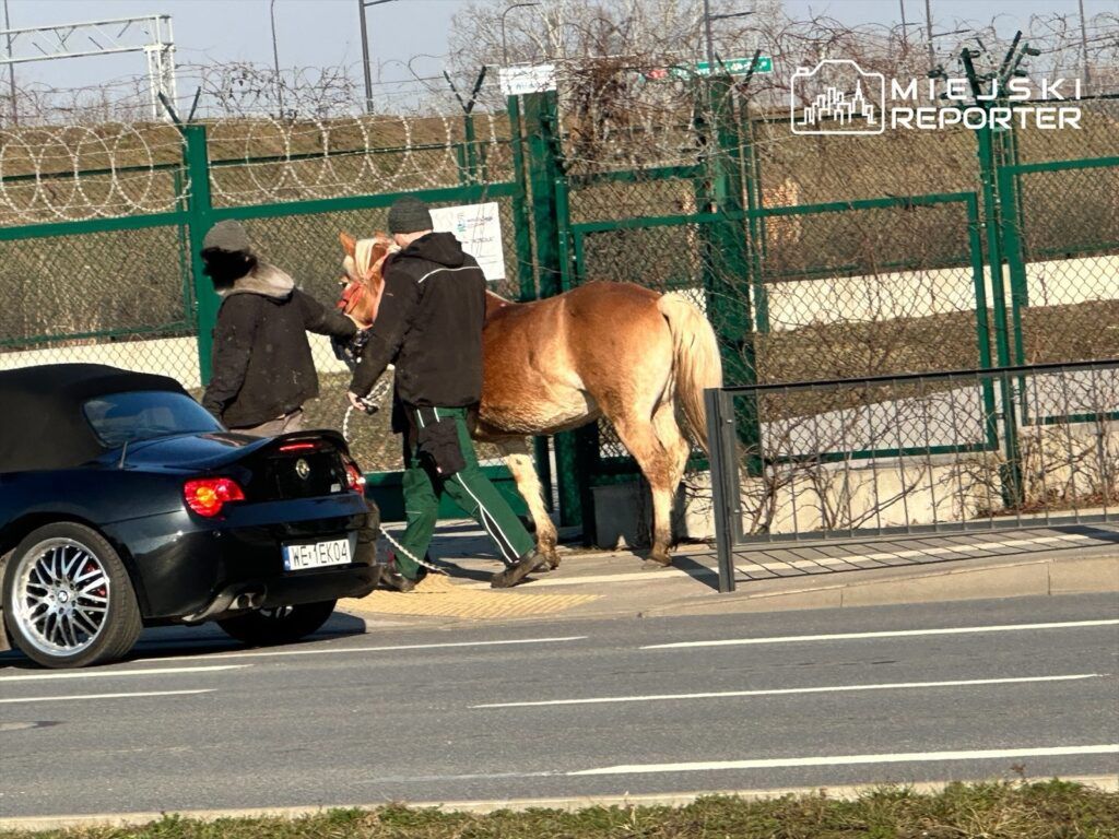 Nietypowy pościg na Ursynowie. Po ulicach biegał koń