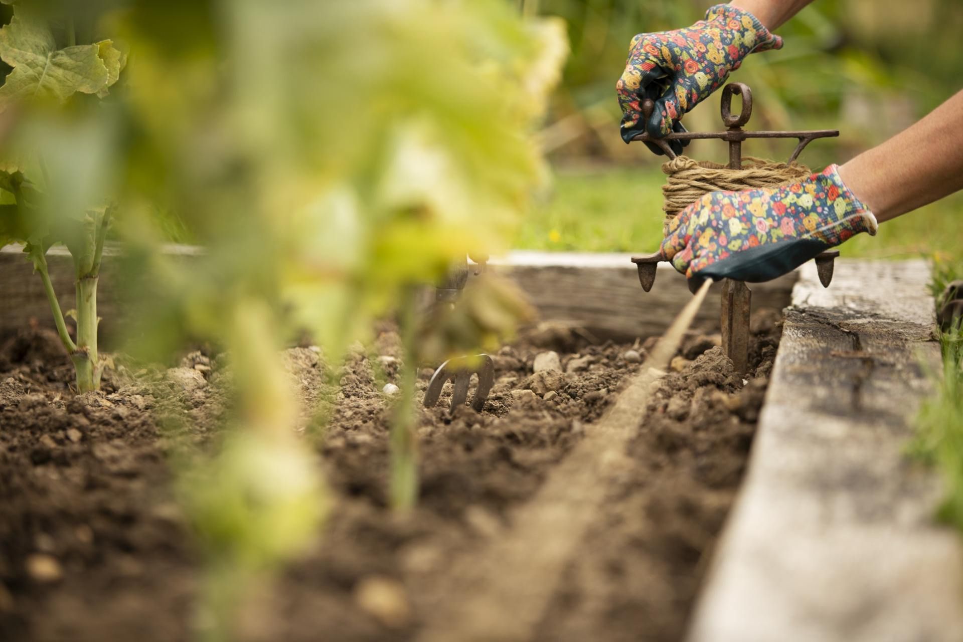 Do zakażenia bakterią może dojść podczas wykonywania prac w ogrodzie